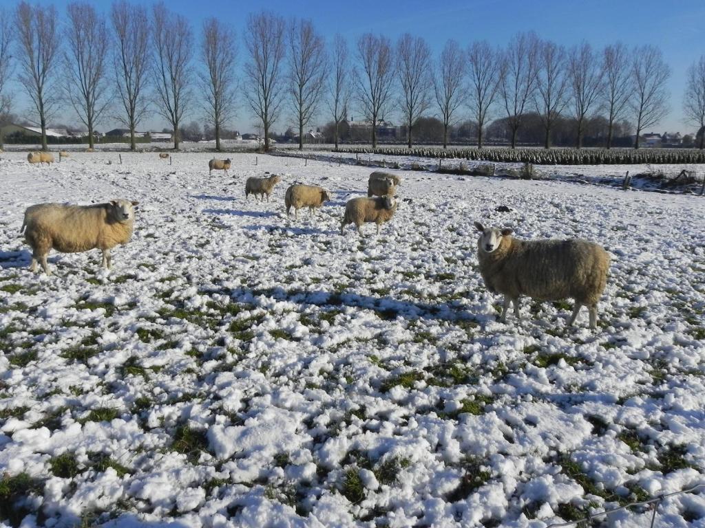 Hoeve De Mertel Biezenmortel Kültér fotó